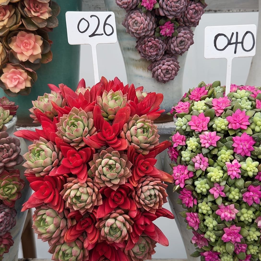 这个是真的026多肉植物