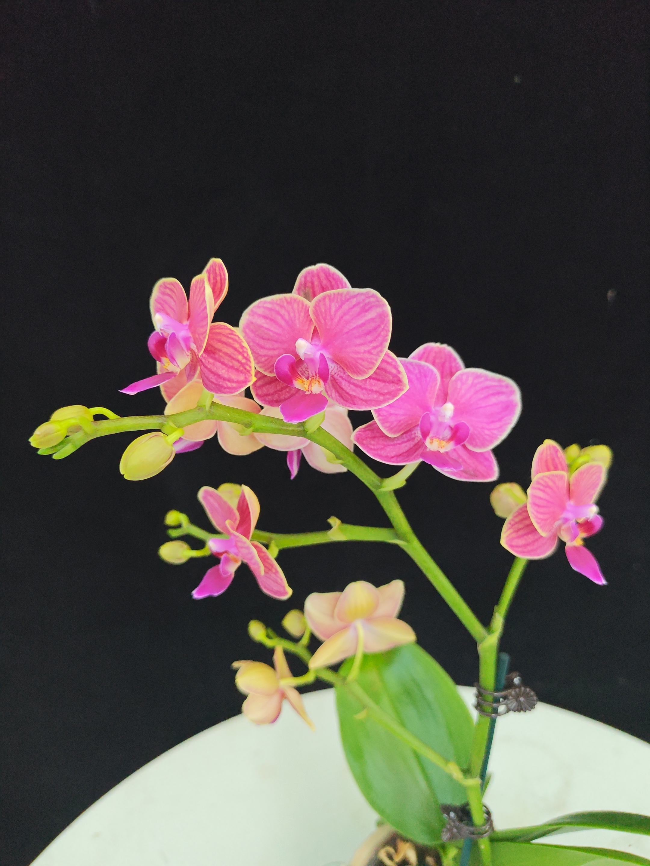 【金边玲珑A01】精品蝴蝶兰花室内花装饰绿植桌面花办公室客厅