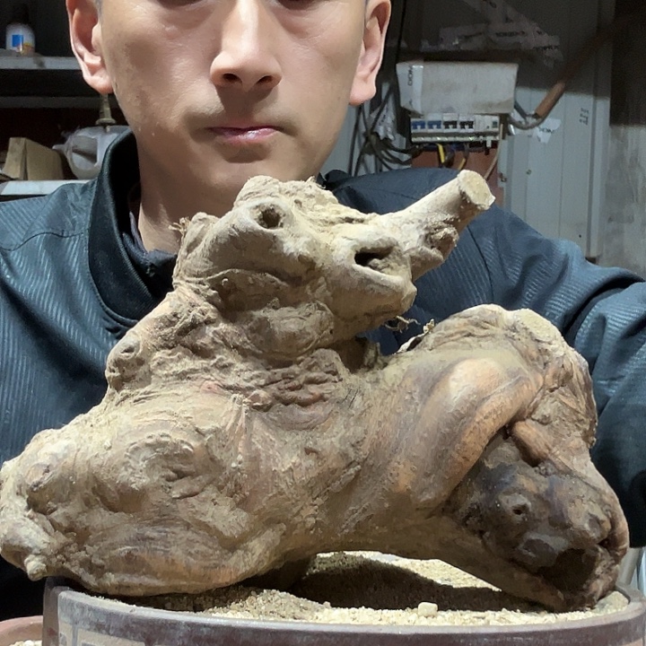 无花朵安徽小叶榔榆