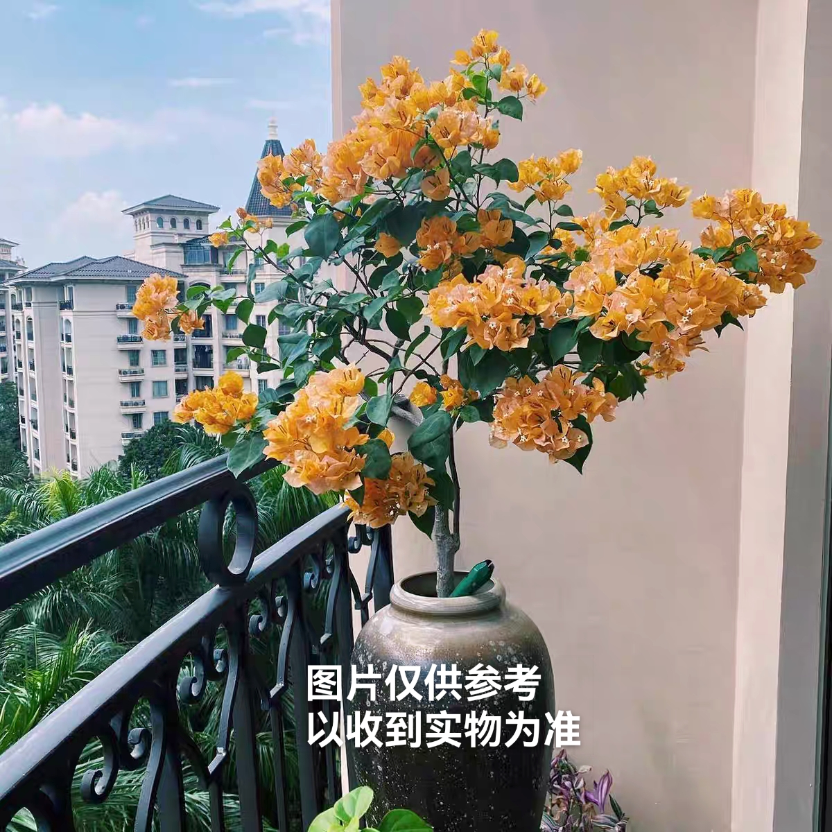【加州黄金】三角梅四季开花阳台庭院勤花品种基地直发