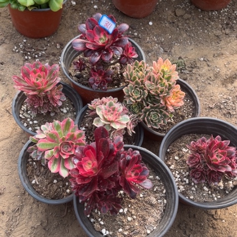 861多肉植物组合