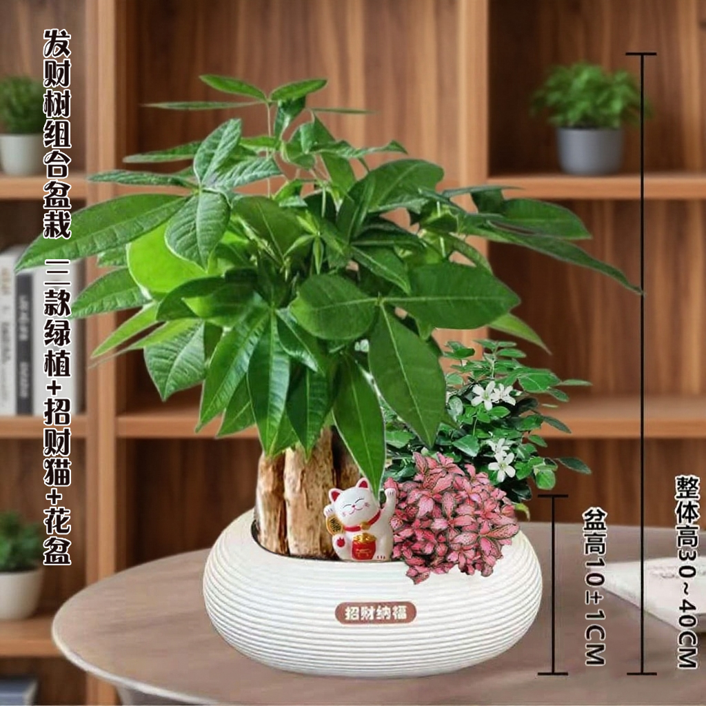 发财树组合盆栽九里香办公桌面好养常青绿植