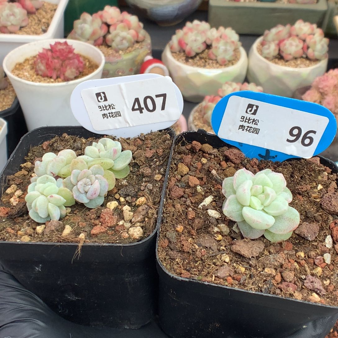 H***y96-407 冰玉石化多肉