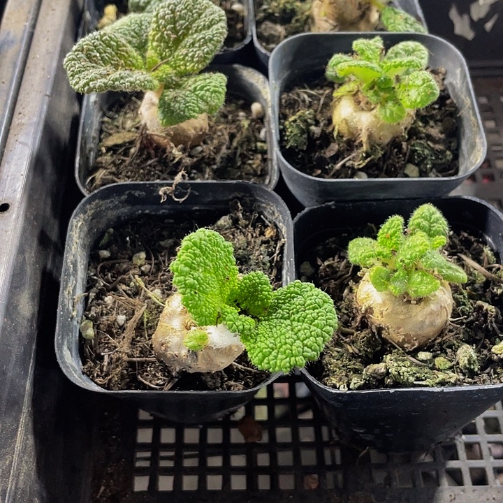 断崖王子带盆土发货
