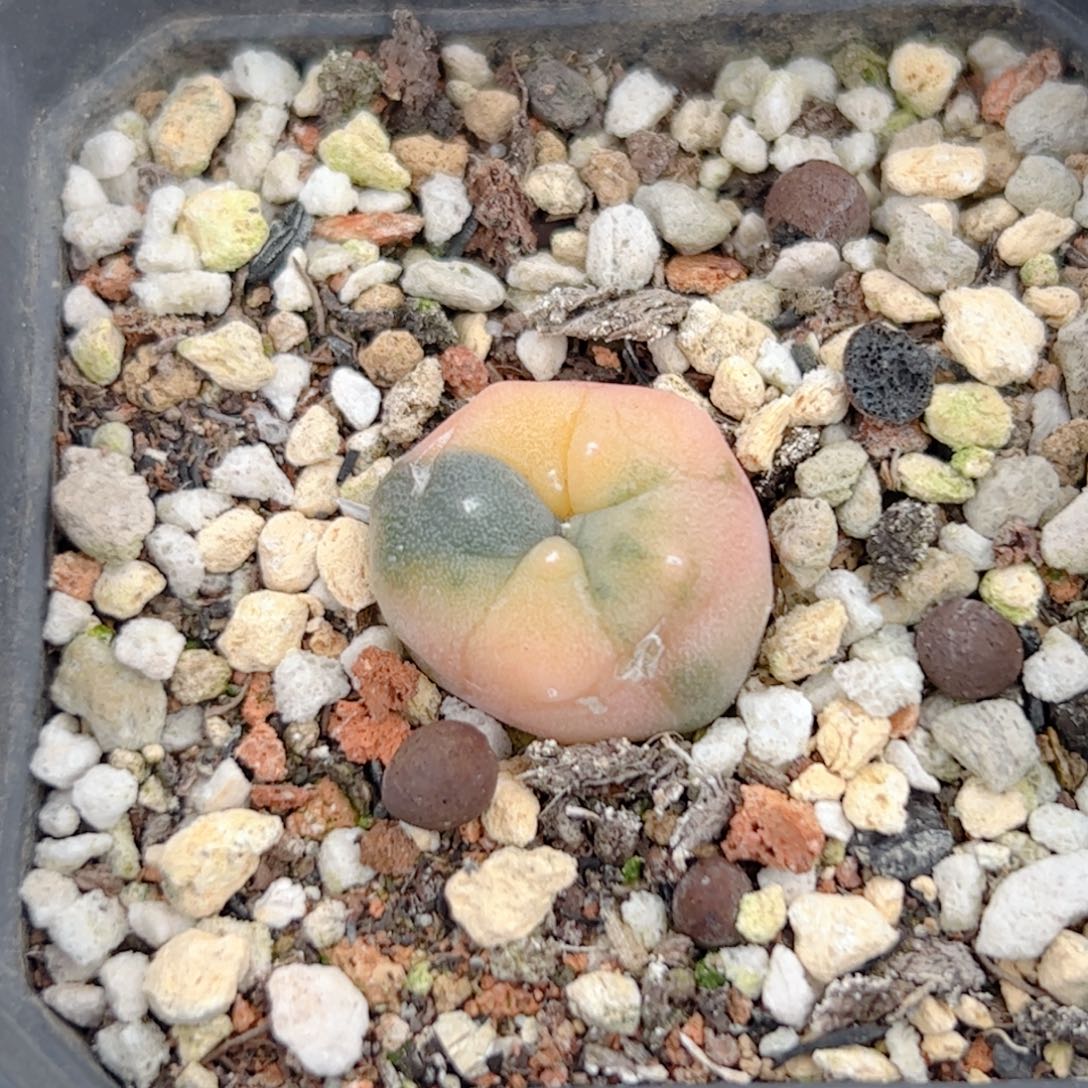 实生 鱼锦仙人球