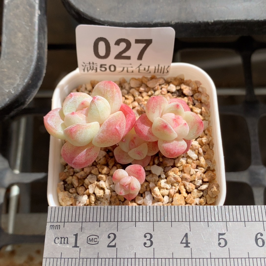 27。mini小腿糖心冰玉四头。带盆土需备注。