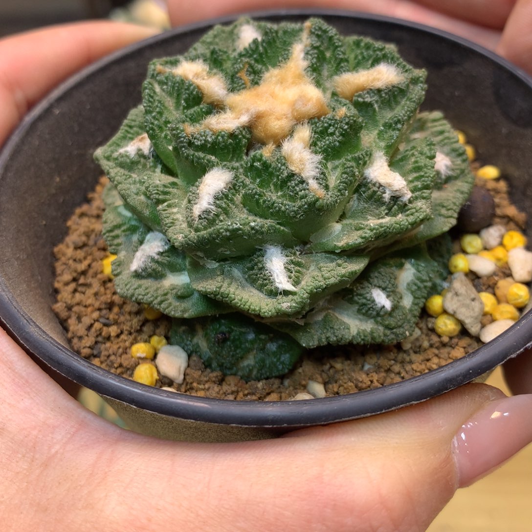     20号  自根深割尤新顿6公分 带盆土发货