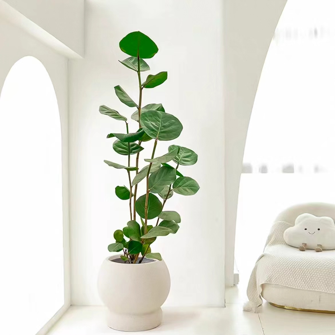 海葡萄 轻奢绿植 高端室内观叶 家居装饰盆栽