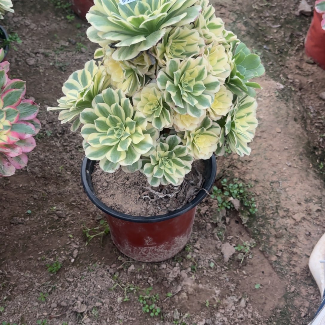 N. 2187迈巴赫多肉，bafen