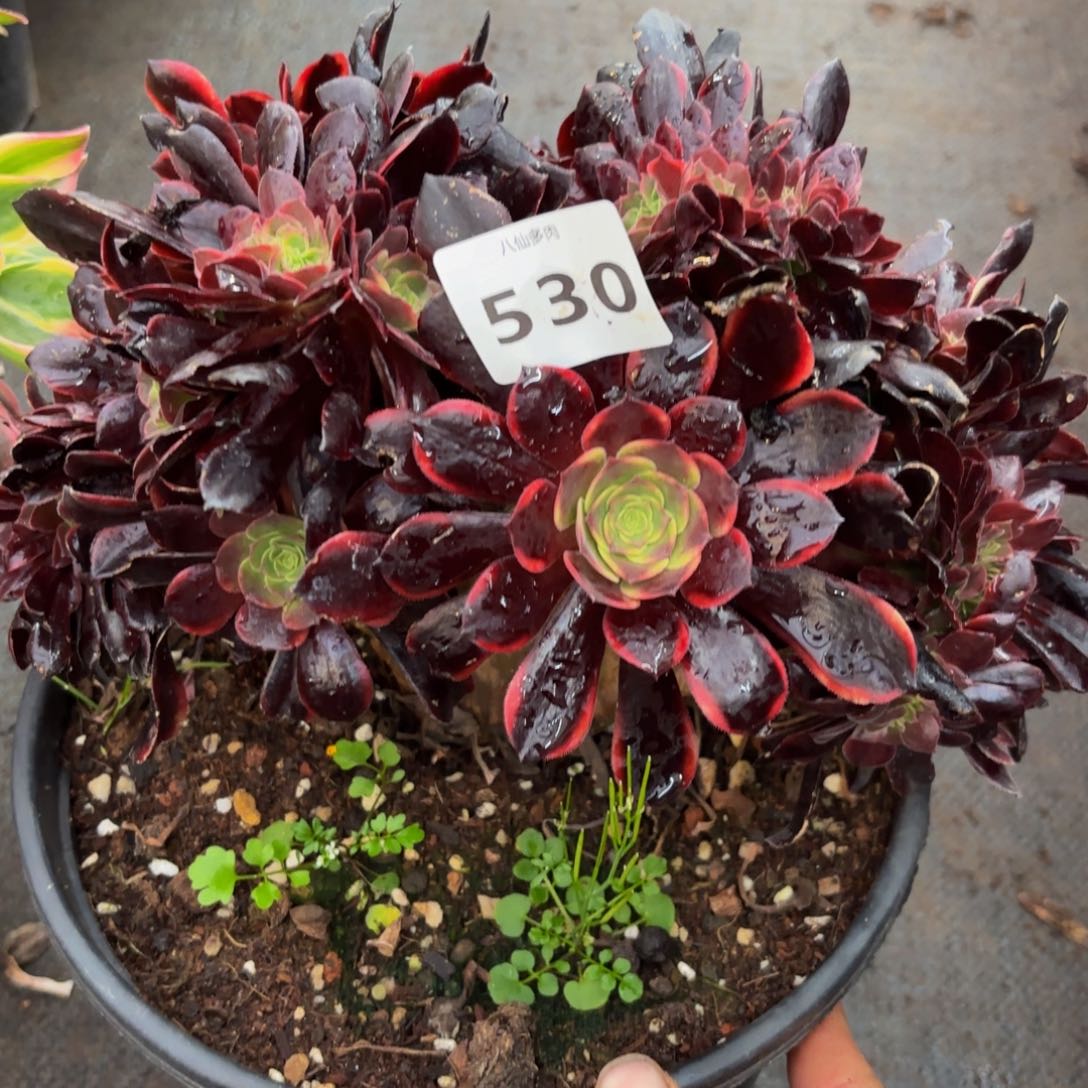 530多肉植物欧嘉莉缀