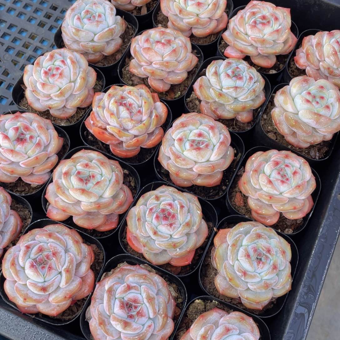 量拍3号紫皮石榴籽星影单头两个