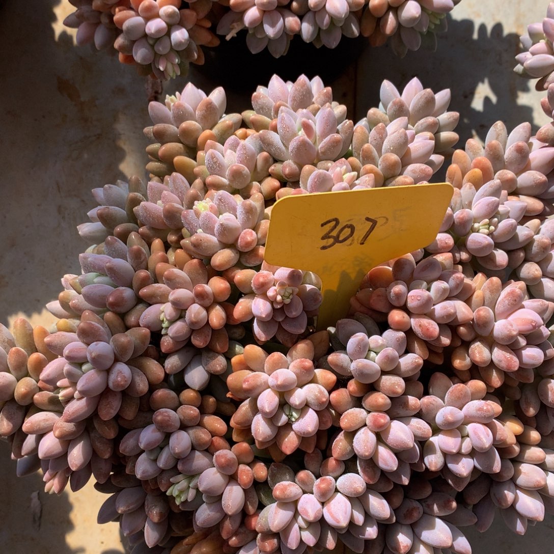 梦****星黛露727277227272727