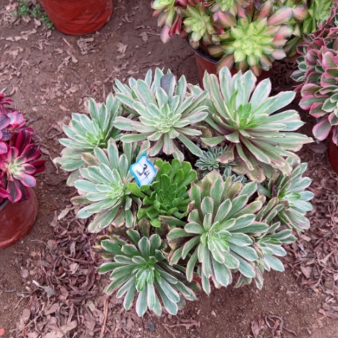 【闪购商品】多肉植物粉黛34