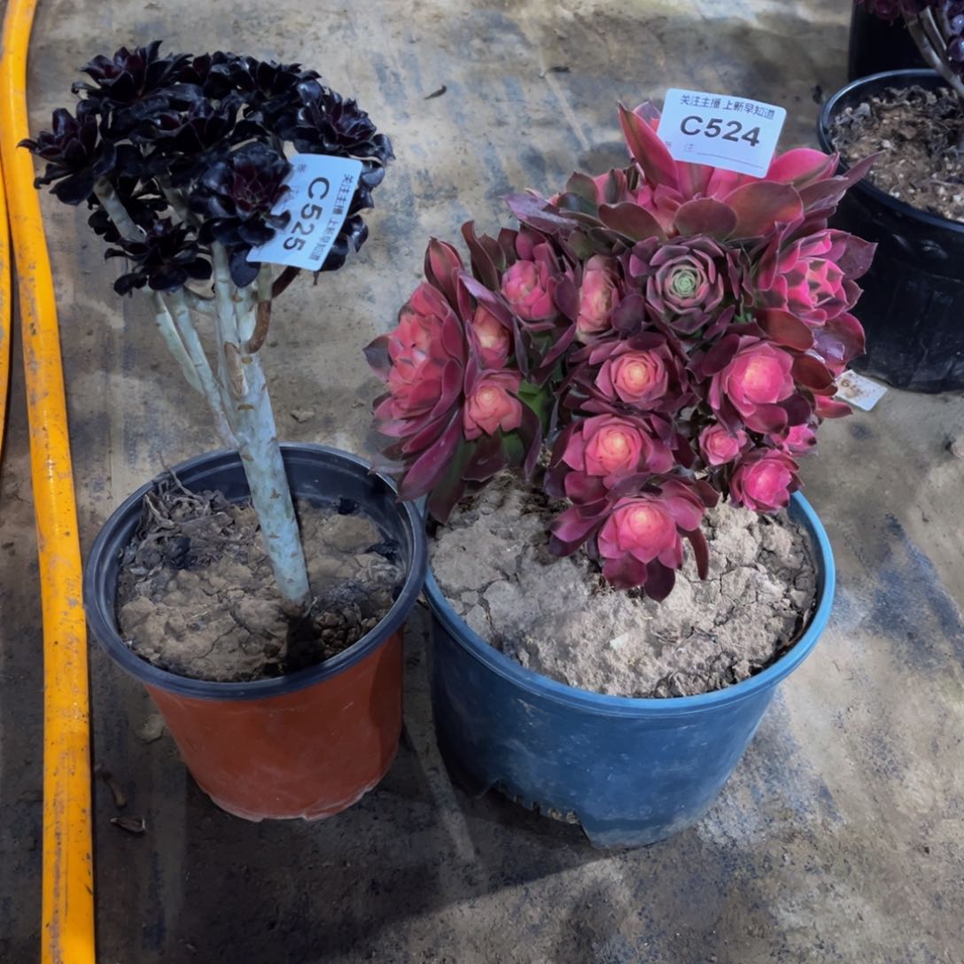 安*多肉524525香妃墨法师