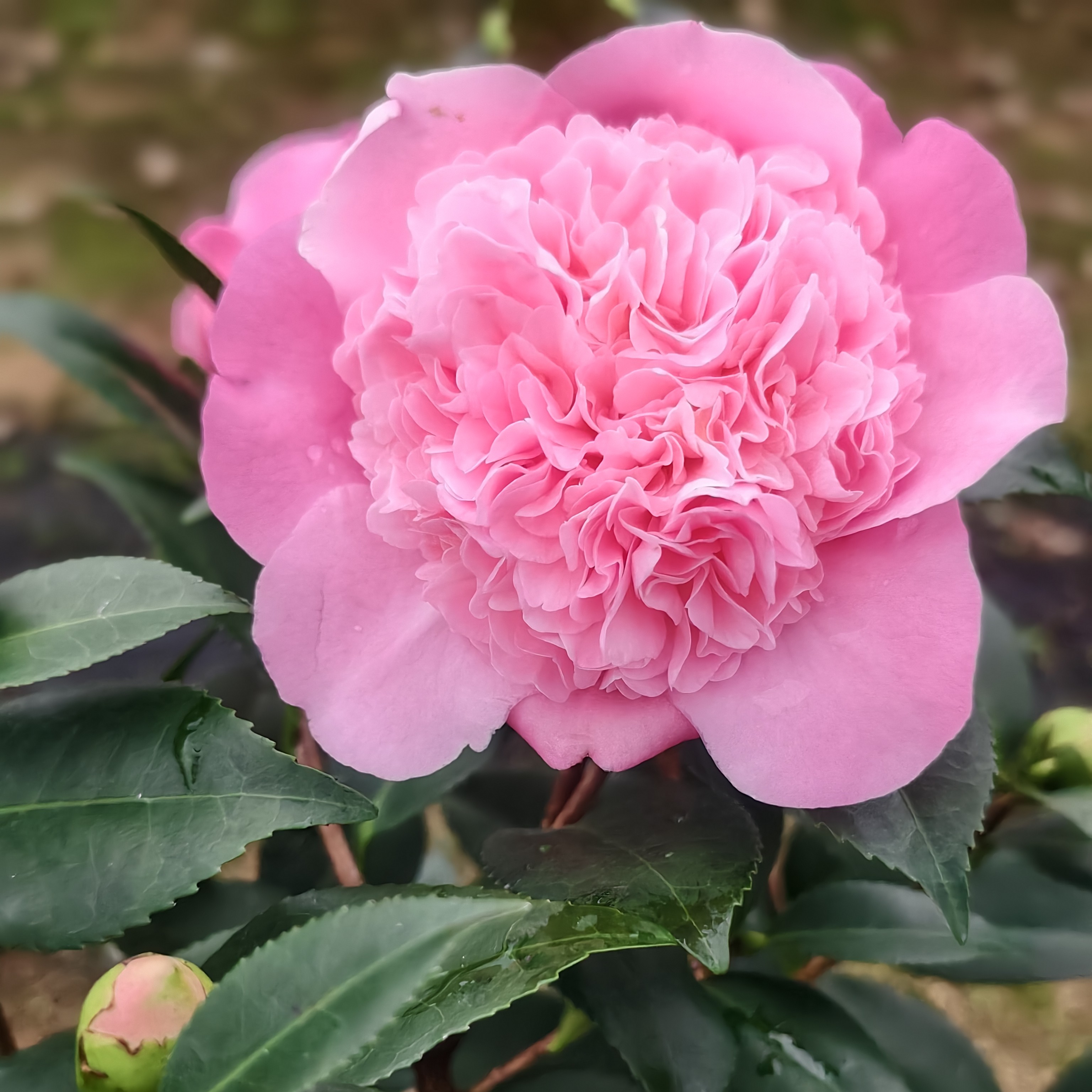 香妃名贵山茶花香妃山茶花浓香花卉庭院阳台植物