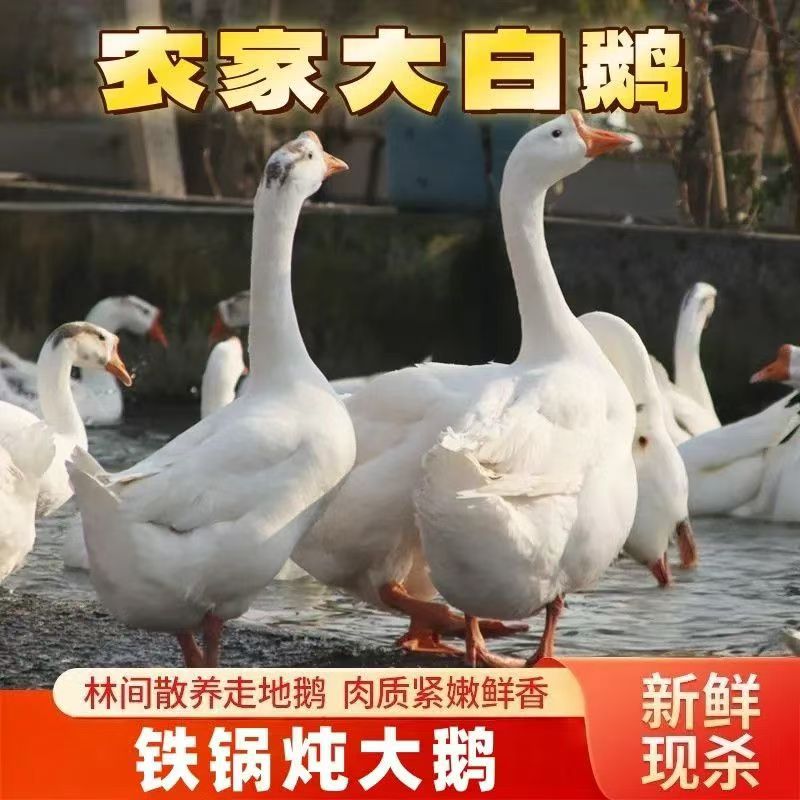大明子北方散养笨大鹅（顺丰冷链包邮）