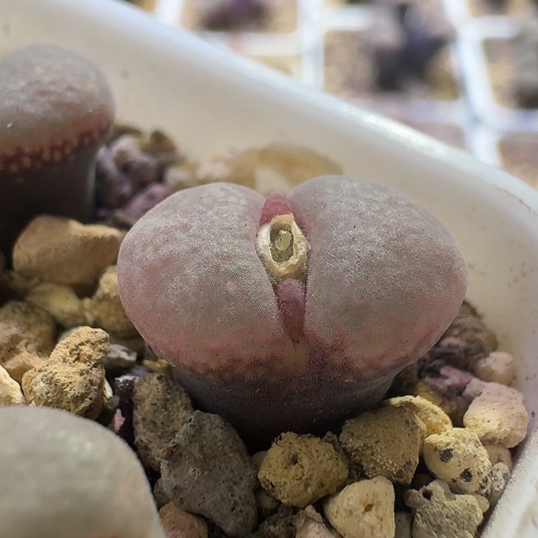 31号单头c10同属风铃一物一拍1.3