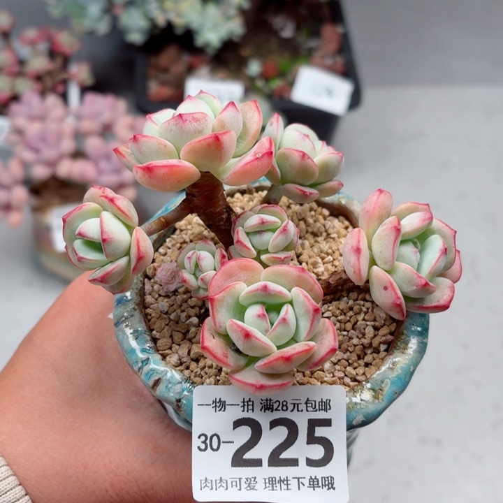 白底香草无盆土发货无盆土发货