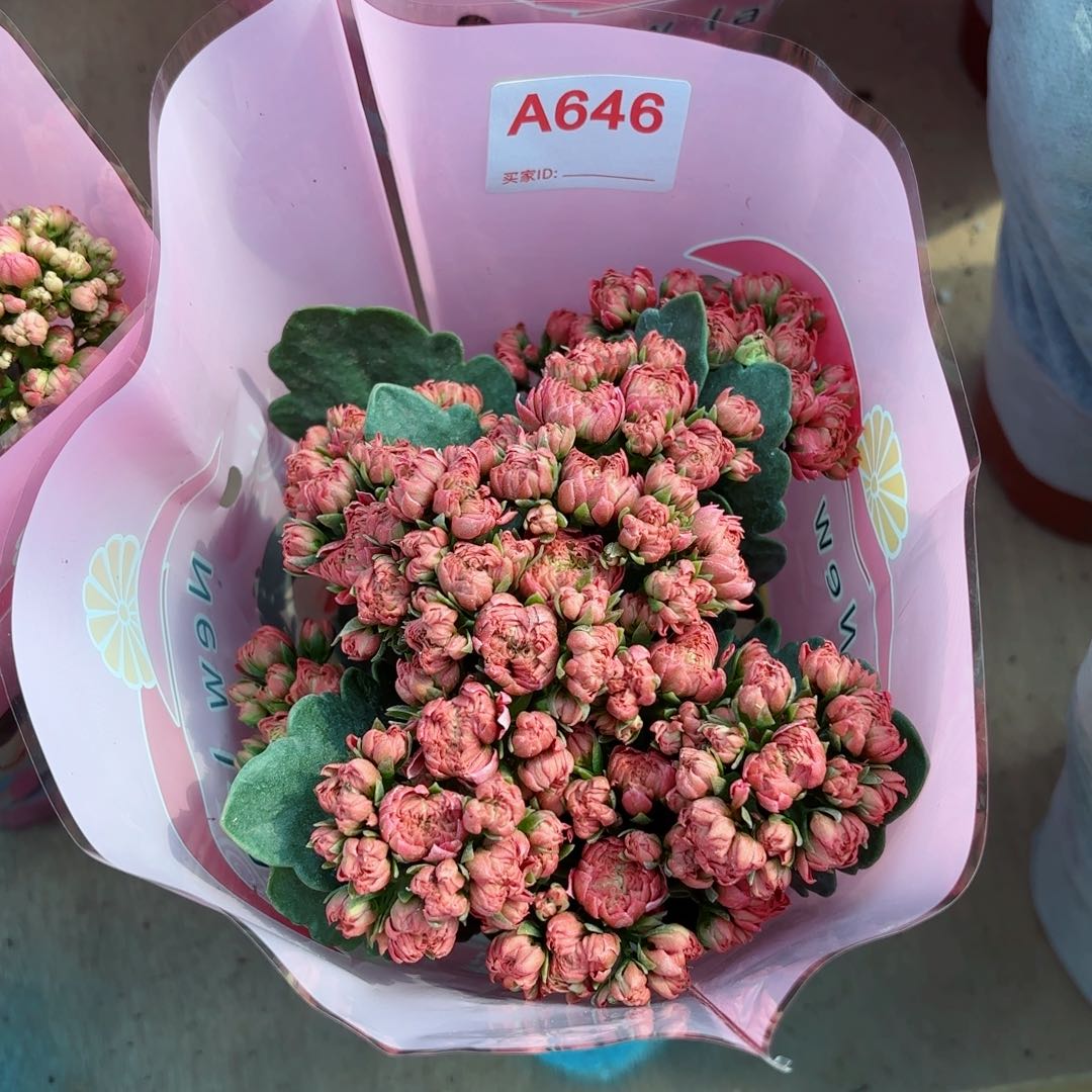 646芙蓉王长寿花一颗
