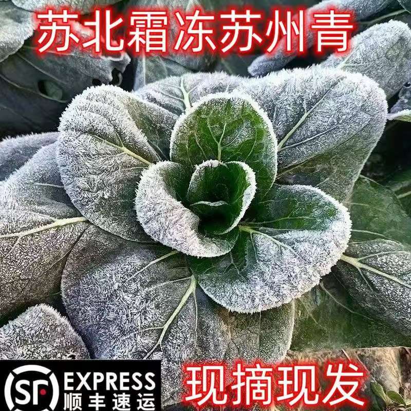 【顺丰包邮】苏北霜冻青菜农家自种苏州青矮脚青菜甜糯