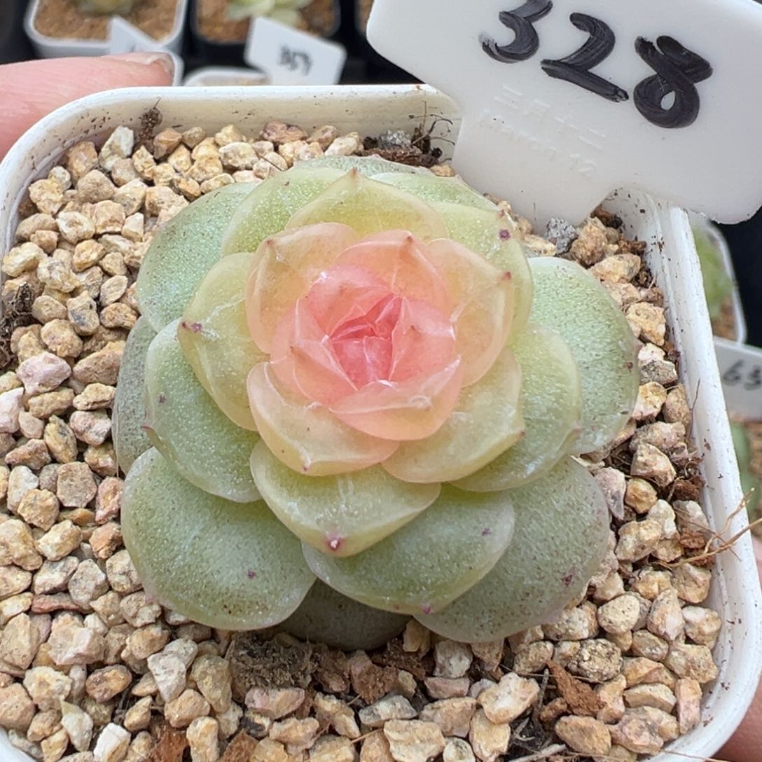 328号仙音 晗雨多肉