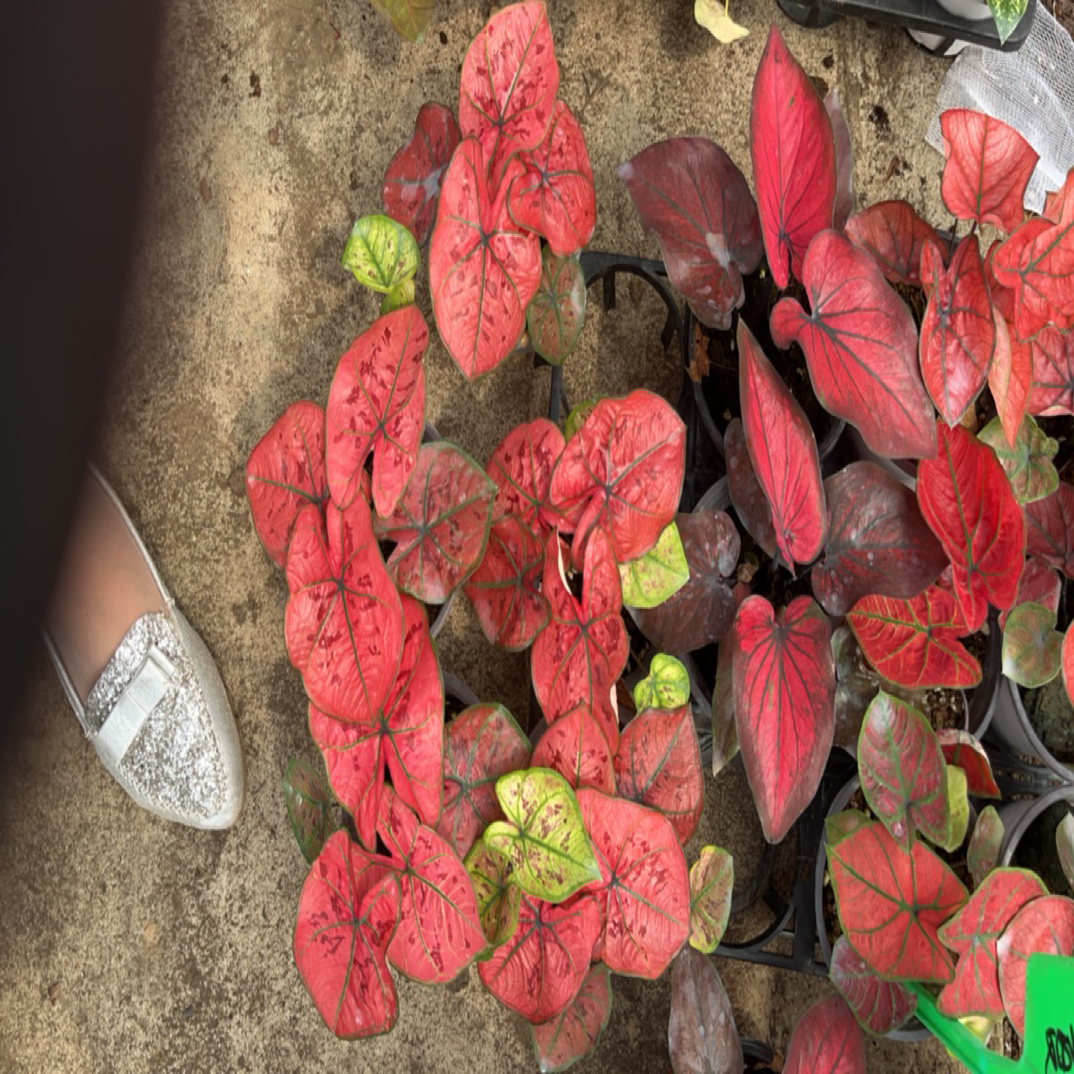 彩叶芋桌面网红盆栽耐阴净化空气耐阴好养只包开箱介意勿拍