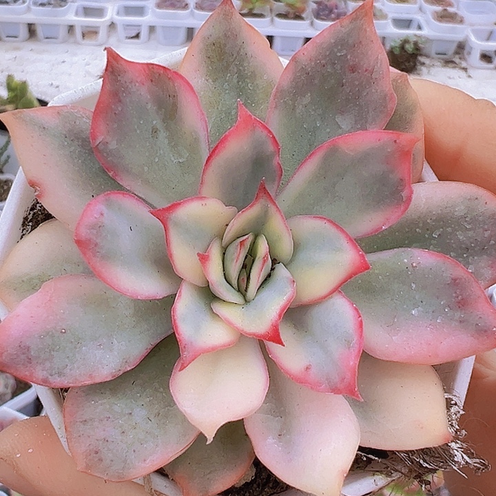 月光女神锦19包邮多肉