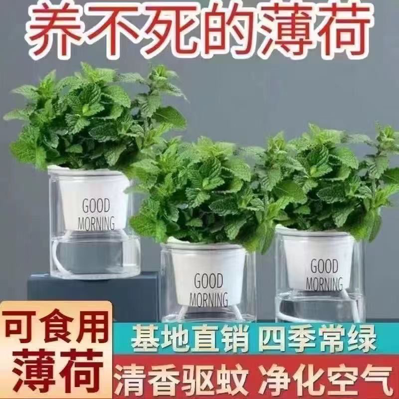 薄荷盆栽可食用驱蚊留兰香薄荷叶新鲜水培好养花卉室内办公室绿植