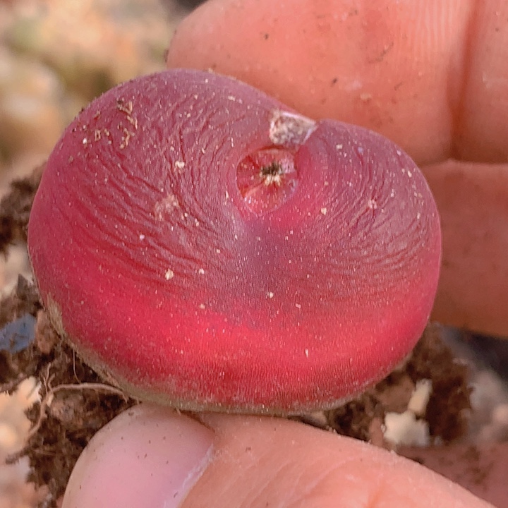 1755865558555868555868855