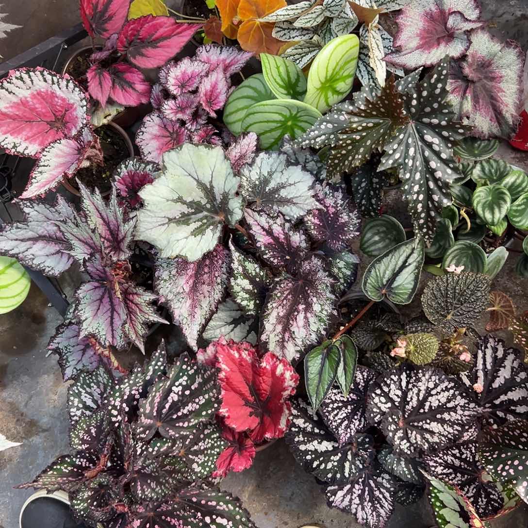 李***遥无花朵588秋海棠清货福利