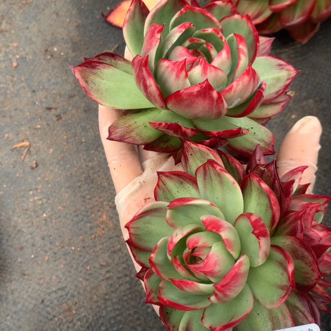 存***姐2343号多肉植物惊鸿2颗