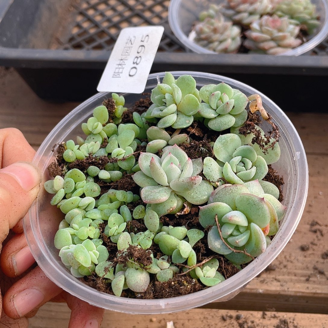 多肉植物多肉植物895