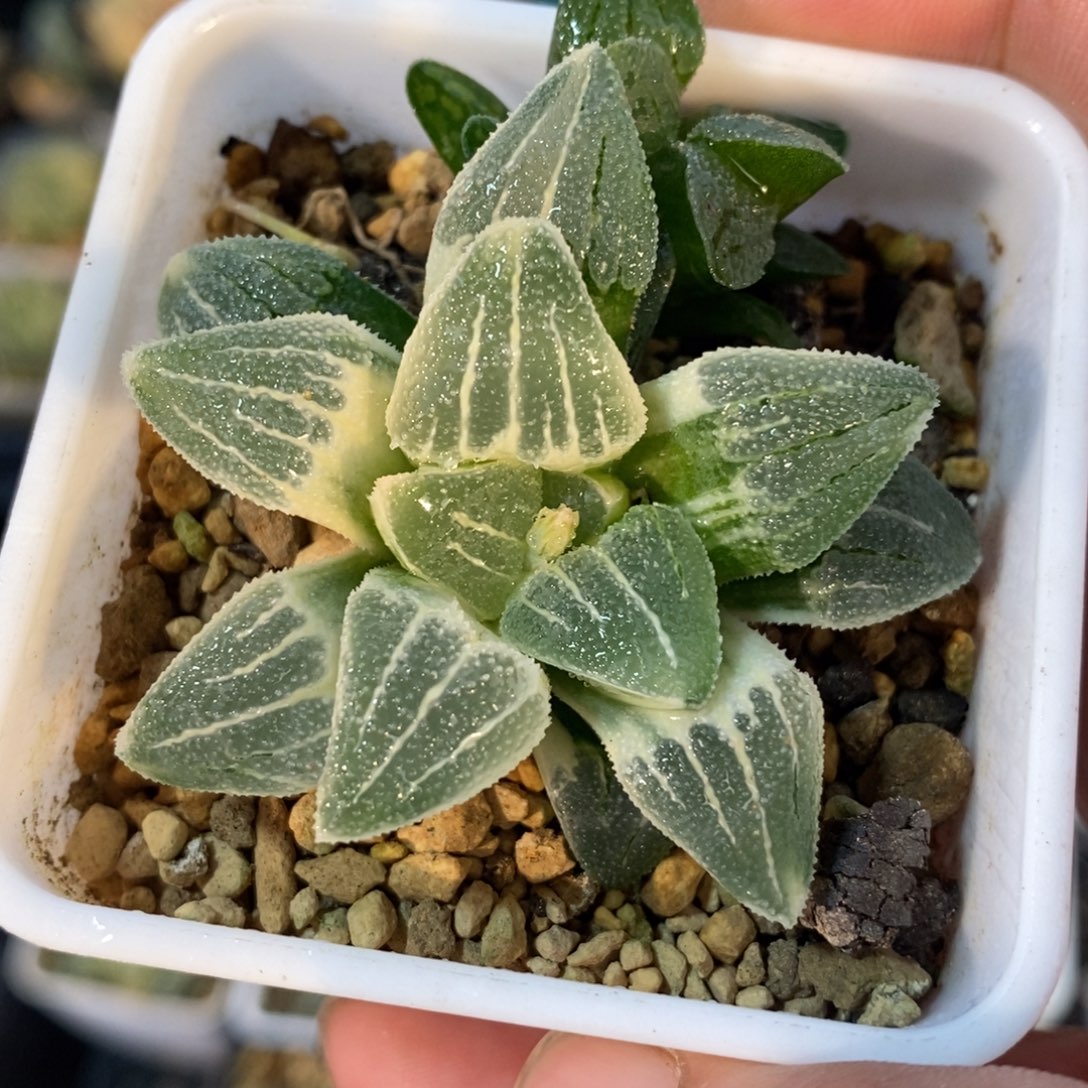 一颗实生白雪公主锦 元旦福利