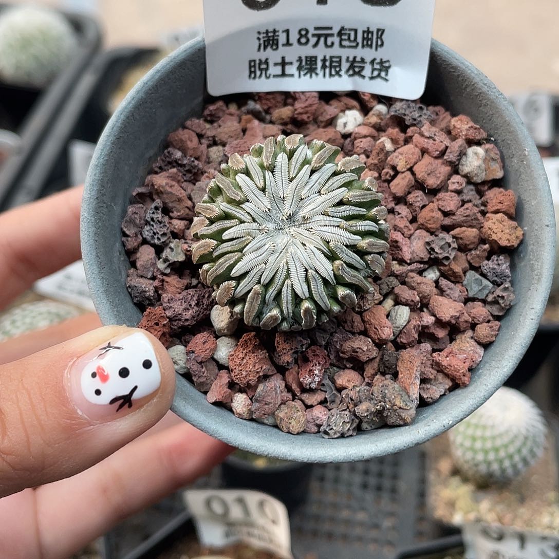 018精巧丸仙人球植物