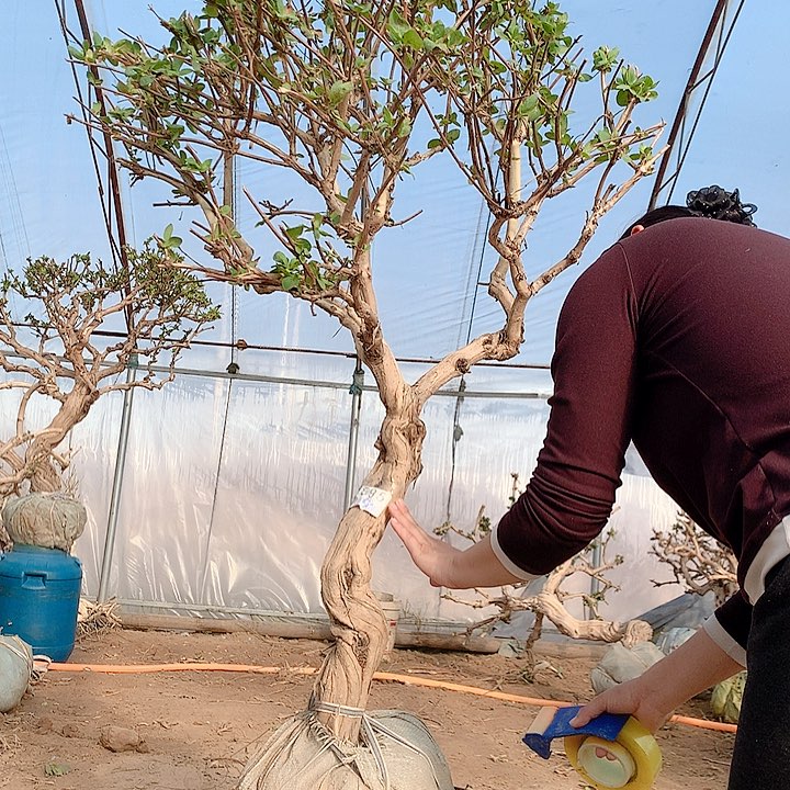 全部花朵金银花88888