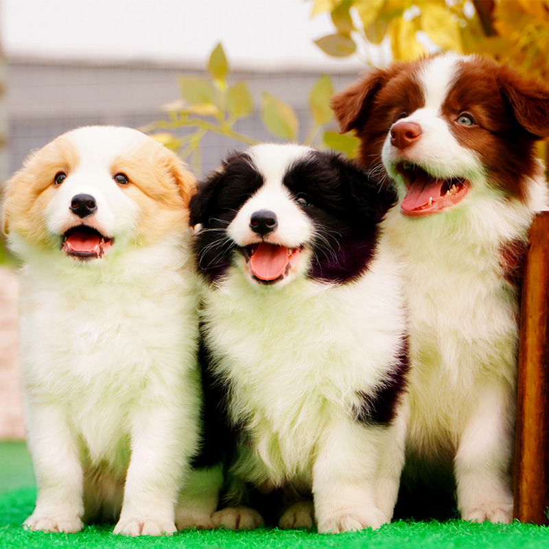 边牧边境牧羊犬【年终清仓优惠】活体狗狗幼犬家庭宠物小狗