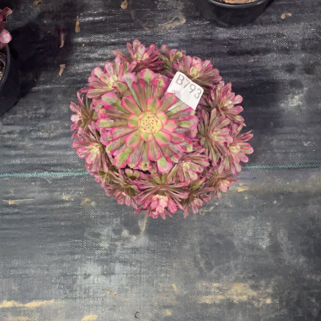 红铜白多肉。  793