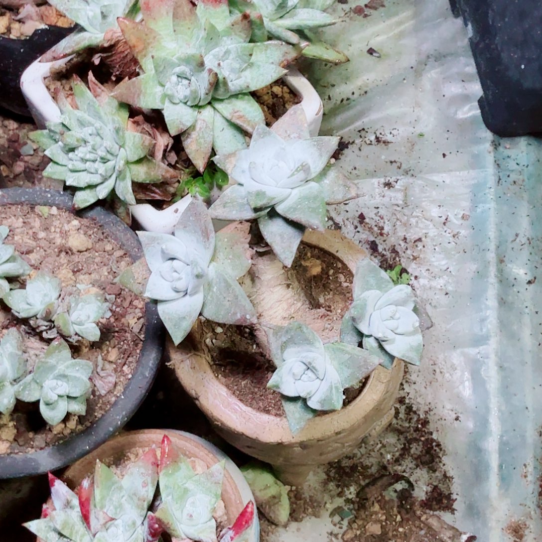 3088法瑞苹果叶多肉