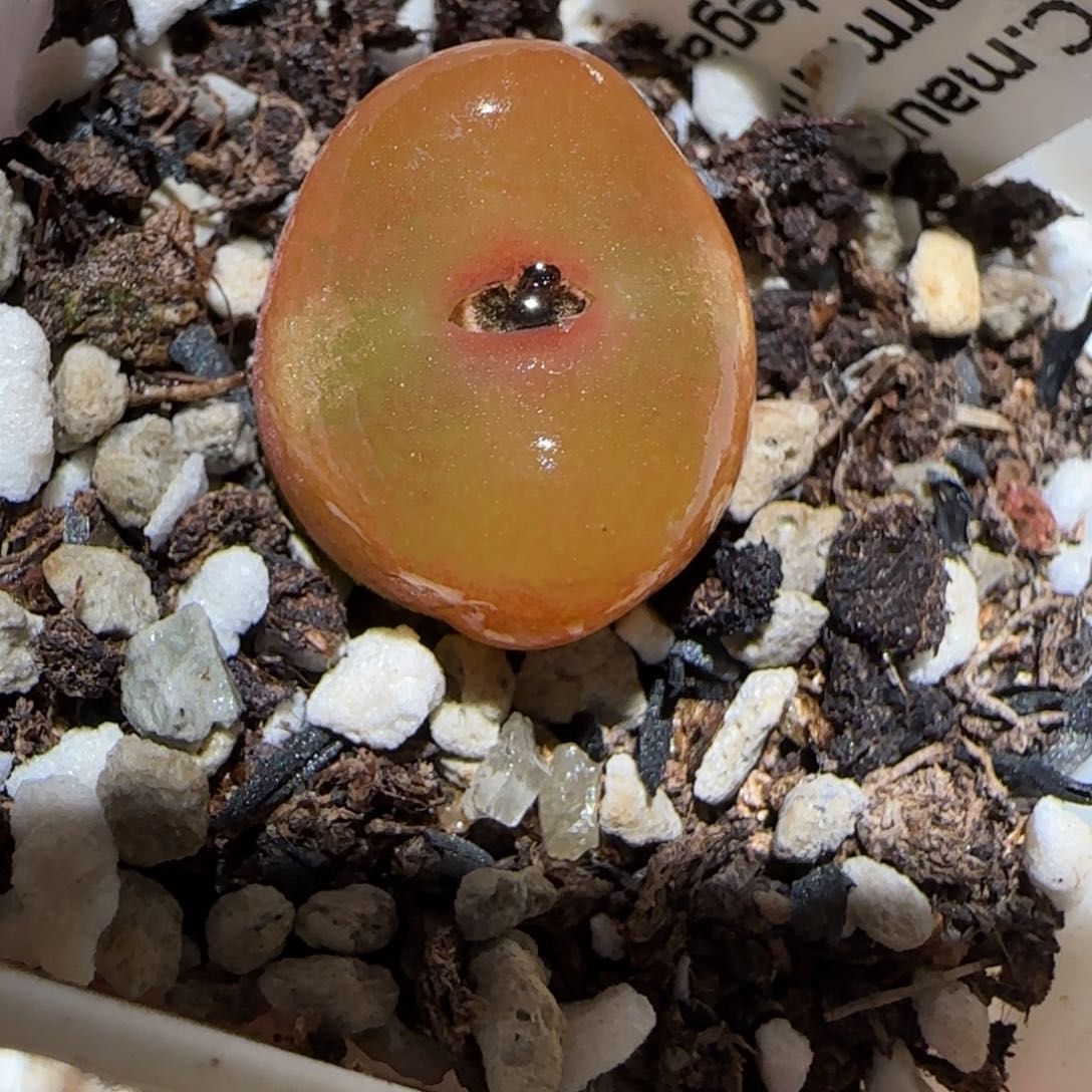 肉锥多肉植物百科-水蜜桃986