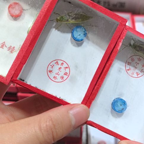 虎山金钟三条个大短须