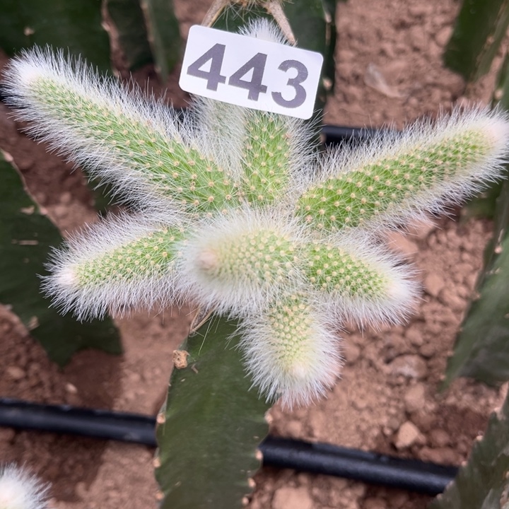 橙色花九尾狐新花色443