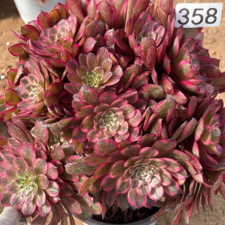 358多肉植物紫霞