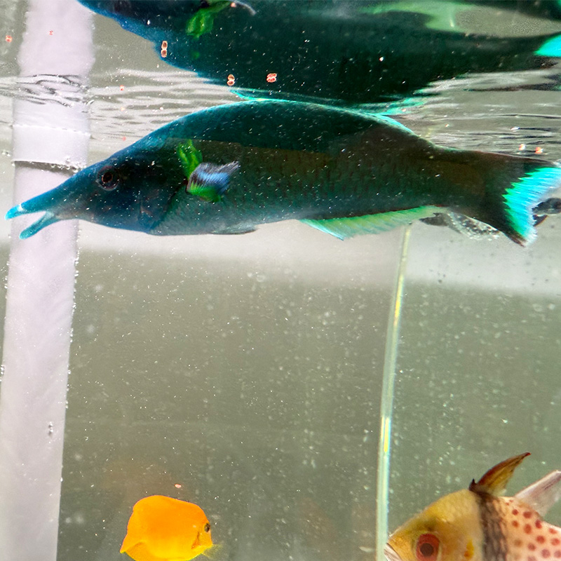 海水鱼鸭嘴龙公母 开口秒颗粒 已检疫养定 不包含运费及包装费