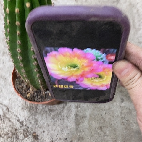 妹妹仙人球，2578990