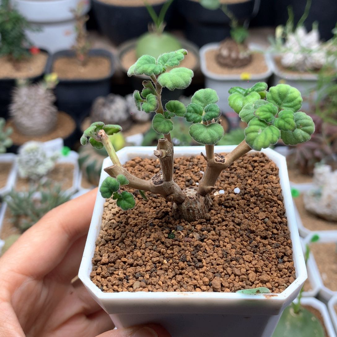 爱氏延命草多肉带盆