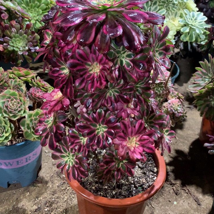 459冰淇淋多肉植物特价