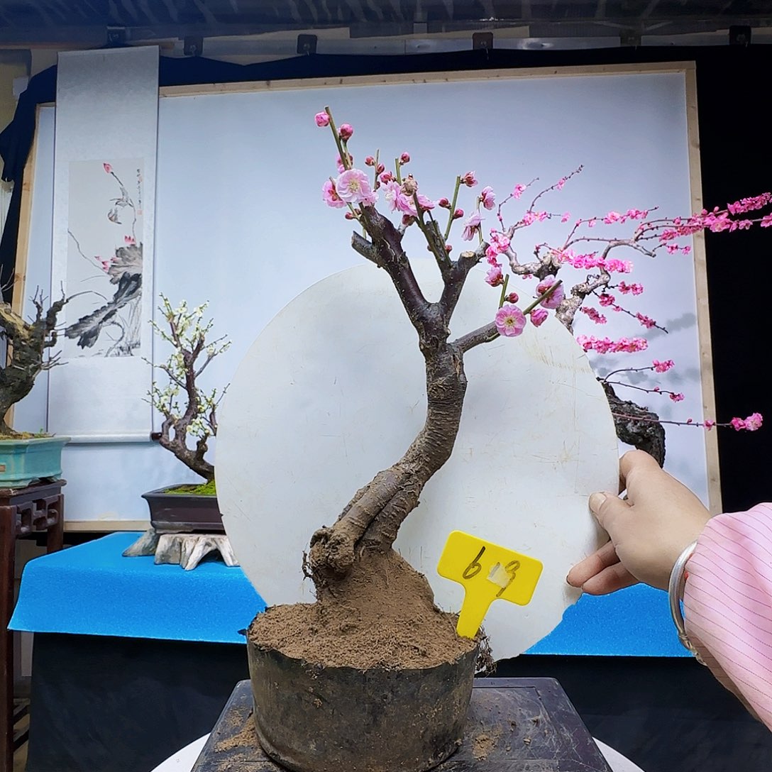 红陶∵f g h j j k l l