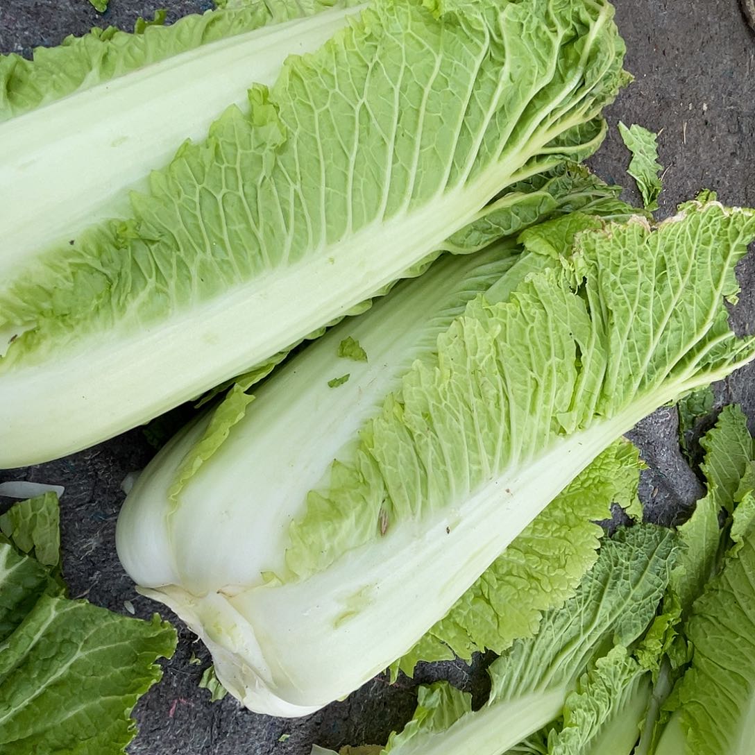 中国大陆农家白菜五斤