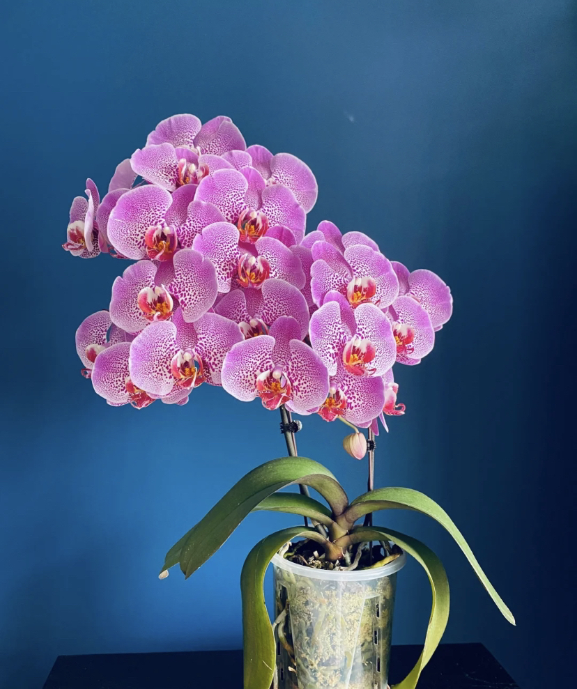 《粉红豹》蝴蝶兰2.8寸双剑室内观赏花卉