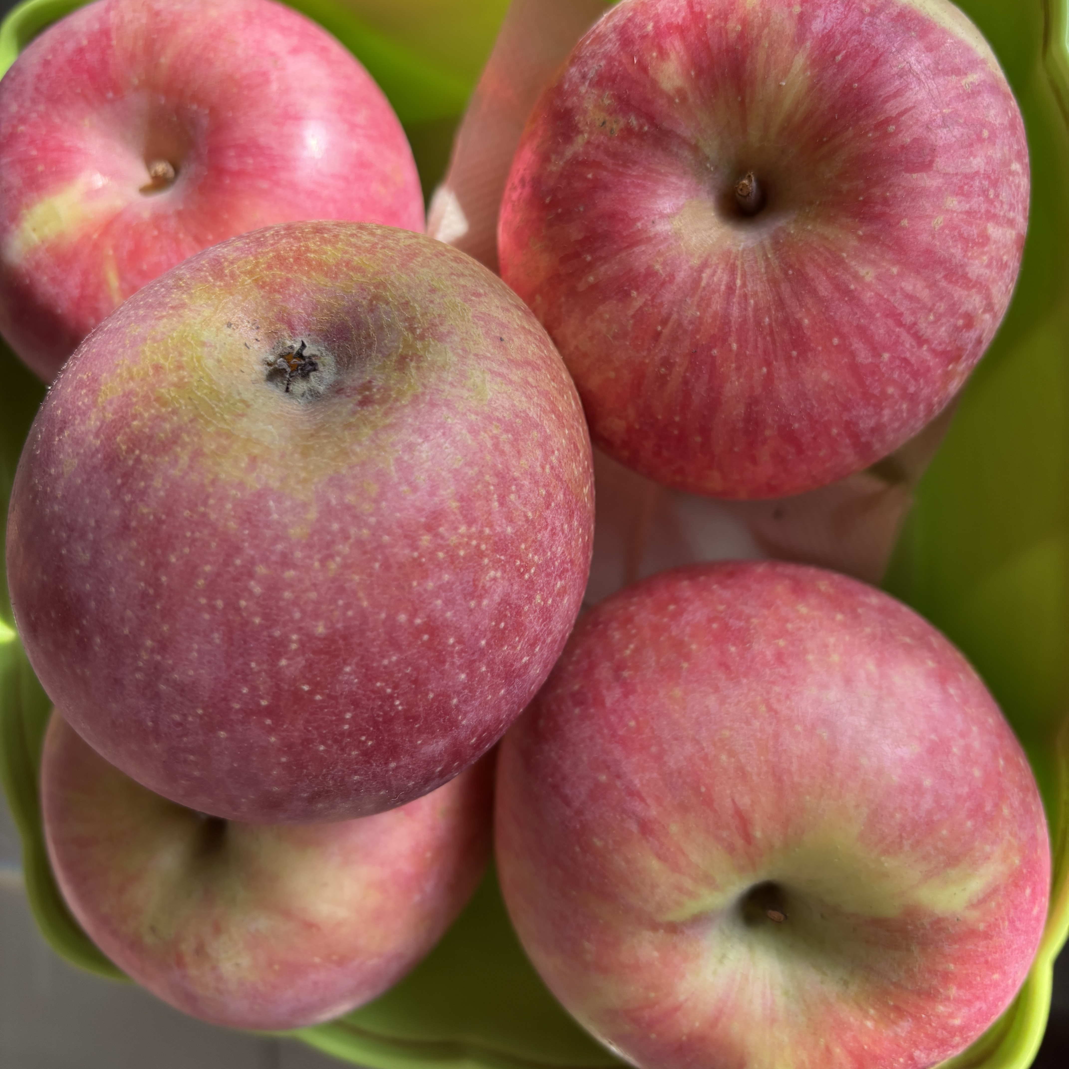 小国光苹果5斤包邮新鲜水果正宗山东老品种酸甜小果光